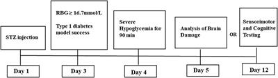 Severe Hypoglycemia Contributing to Cognitive Dysfunction in Diabetic Mice Is Associated With Pericyte and Blood–Brain Barrier Dysfunction